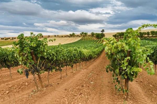 La Olma Villa Campillo de Aranda Dış mekan fotoğraf